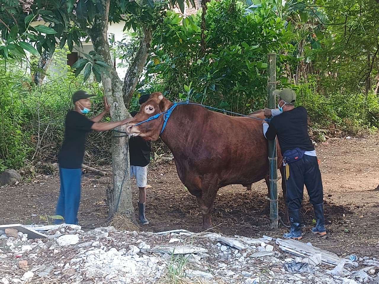 Di Masjid Tegalsari, Daging Kurban Sapi Bantuan Presiden Prabowo Dikemas Daun Pisang
